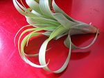 TILLANDSIA : POLYSTACHIA